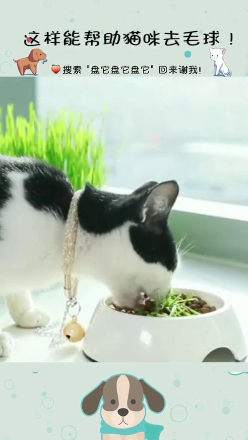 如何种植猫草在家种猫草懒人方法你会吗 