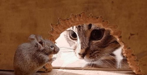 为何猫叼着老鼠不会被咬,人用手去抓却会被咬 看完总算明白了