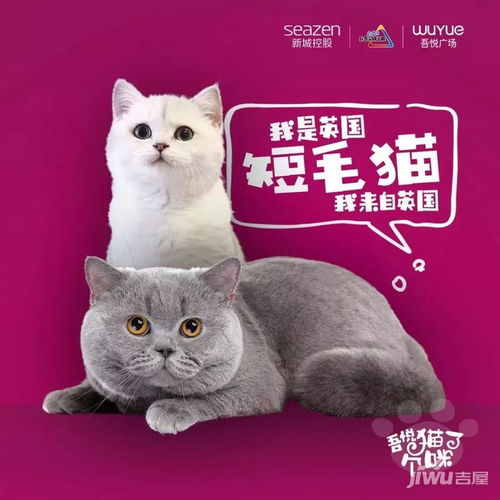 汉中吾悦广场首届国际名猫展将于1月18日 2月1日举行