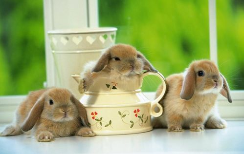 兔兔兔兔 一生最 克 谁 注定是你命中最大的贵人,好好珍惜