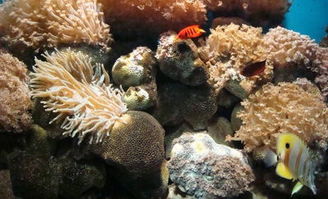 活体珊瑚怎么养
