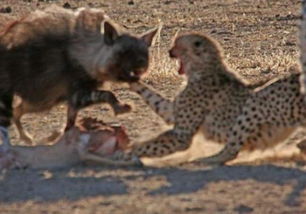 猎豹好不容易抓到羚羊却遭到棕鬣狗来抢,一巴掌上去这样的结局