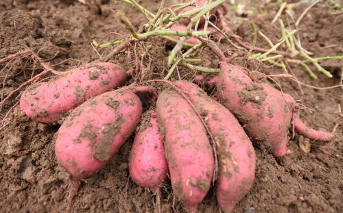 地瓜种植时间与生长周期,红皮红心红薯生长多少天？