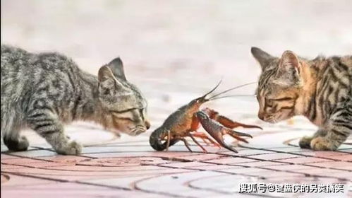三小猫大战一龙虾,猫科动物竟然要玩群殴