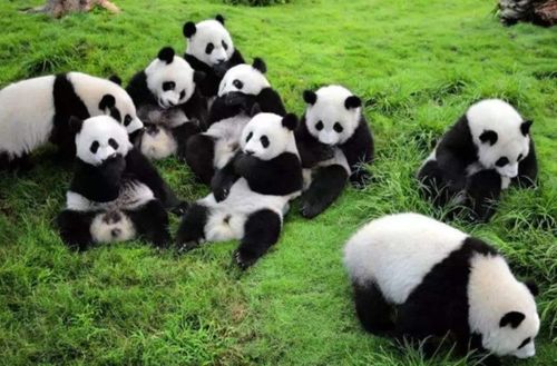 请问大熊猫的天敌是什么 