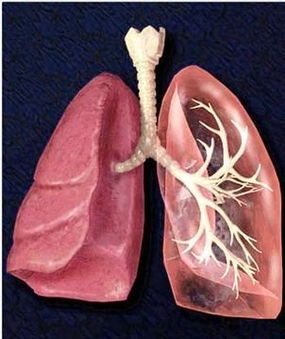 支气管肺炎的症状,支气管肺炎的症状表现