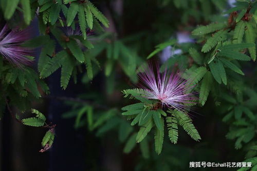 hi 你知道身边常见花木的名称吗