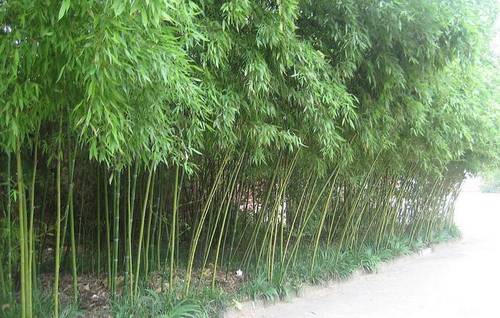 竹子风水讲究