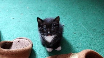 打算要一只一个月的小母猫,长得像黑猫警长.请大家帮我起个名字吧 特别一点的,能联系到它的外形的.犹 