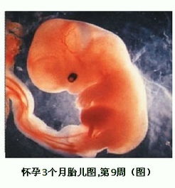 三个月胎儿有多大图片 