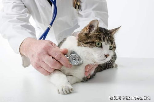 新手养猫必看 猫咪六种常见病及用药清单大全