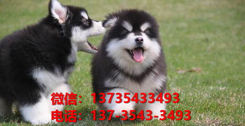滁州宠物狗狗犬舍出售纯种阿拉斯加幼犬卖狗买狗地方在哪里有狗市场