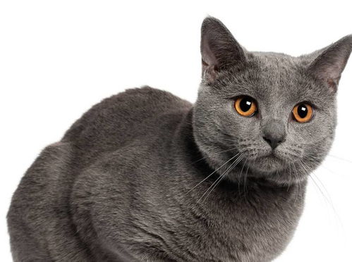 世界上这十一种稀有的猫咪,你都听说过吗