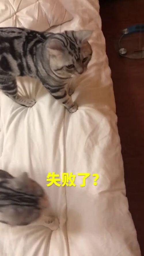 养猫的人是怎么换床单的 