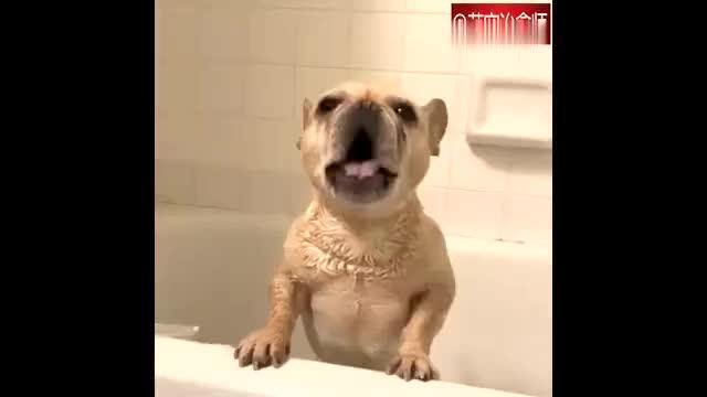 要洗澡的狗狗看到水就生气,好像有仇似的 