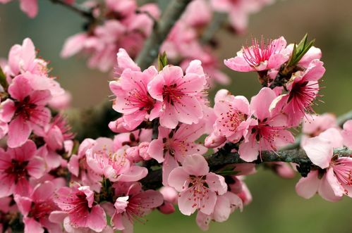 梅花桃花次第开是什么生肖