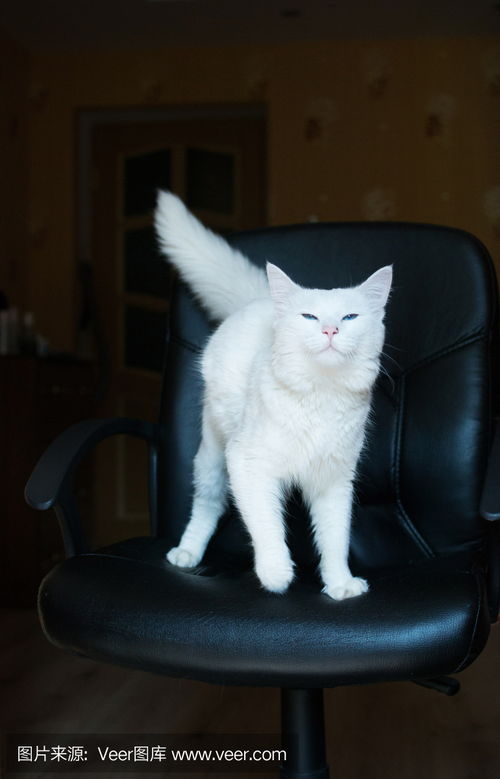 白色的猫与蓝色的眼睛和浓密的尾巴White cat with blue eyes and bushy tail photo 