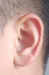 这耳朵有耳垂吗