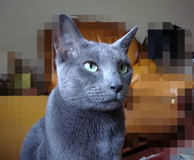 养一只俄罗斯蓝猫是一种怎样的体验 