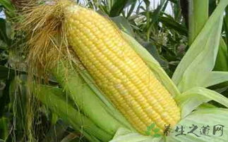 白玉米和黄玉米的区别