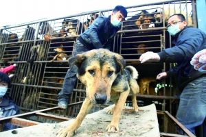 志愿者拦车救狗事件250条狗饲养开销约500万