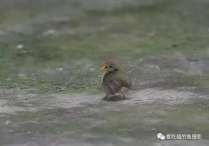 哎呀小雏鸟掉地上了 鸟妈妈死命坚守...... 