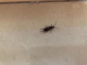 最近厕所里和厨房里出现一种小的黑色虫子,求问是什么,是什么原因会出现 