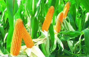 玉米品种有哪些,玉米品种有哪些