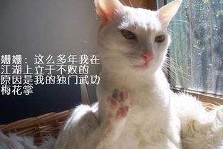 猫咪姗姗的梅花掌 