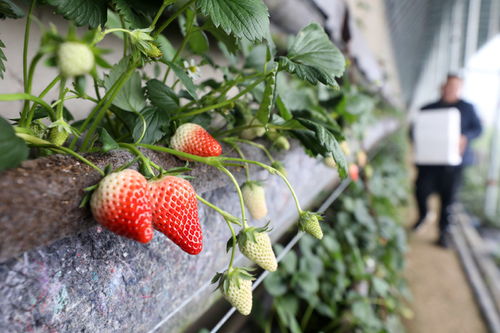 小草莓扶贫大产业