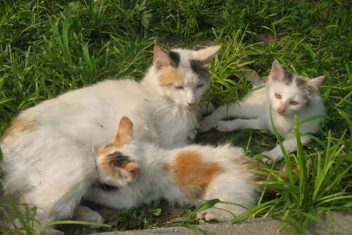 猫咪寿命排行榜 寿命最短的6种猫,希望没你家猫 