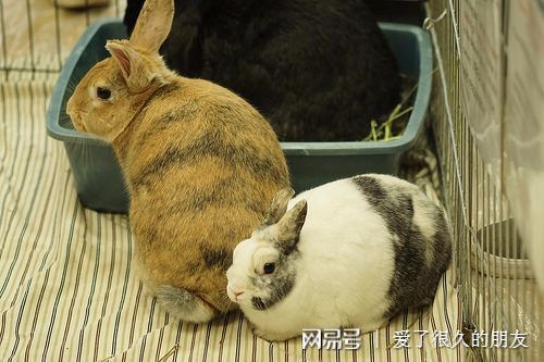 养兔日记 兔子耳朵上有结痂,兔子得耳螨的症状