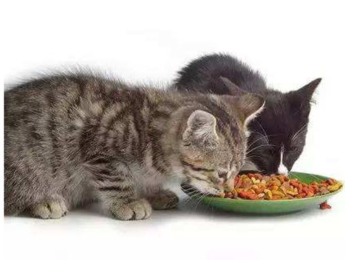 猫咪吃完猫粮接着拉,猫吃饭一半去拉稀