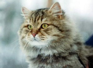 西伯利亚森林猫 搜狗百科 