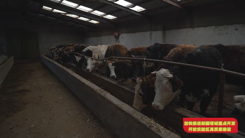 促进畜牧业高质量发展 全面提升畜产品供应安全保障能力