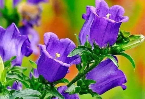 紫色花朵给人一种成熟的感觉,这些紫色花总有一种适合你
