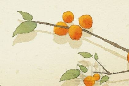 梦见杏树结了好多黄杏并摘下吃有啥寓意 预兆