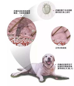 犬猫常见寄生虫虫卵 搜狗图片搜索