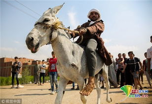 埃及一村庄举行骑驴赛跑 优胜者手握奖杯超开心