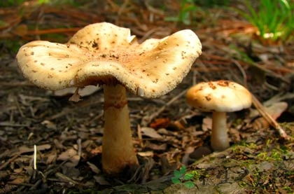 蘑菇不能和什么一起吃,红伞伞，白杆杆，采蘑菇时切记这些蘑菇不能吃