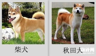 柴犬和秋田犬的区别 怎么区分柴犬和秋田犬 