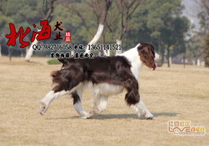 北京东城区纯种史宾格幼犬多少钱一只 