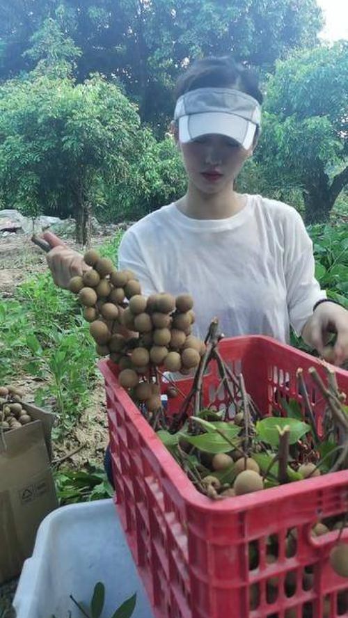 今天要摘树,有人想吃的吗,来我家果园摘,马上报名呀,下午就摘, 龙眼的季节 