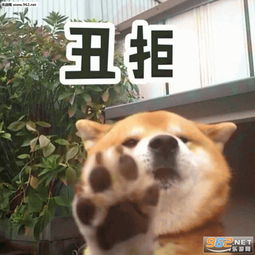 丑拒柴犬表情包带字图片 一个耿直的微笑柴犬表情包下载 乐游网游戏下载 