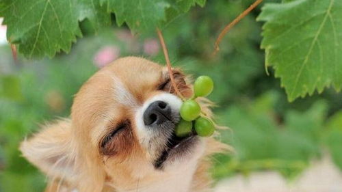 养狗的须知 这5种水果,狗狗是不能吃的