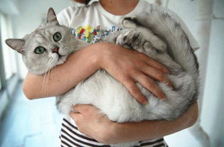 抱猫的正确姿势,抱猫的正确姿势图片