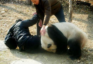 大熊猫百科丨是萌兽更是猛兽 古古 