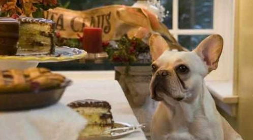 狗狗不能吃什么 人常吃的27种食物,狗可能吃了会致命