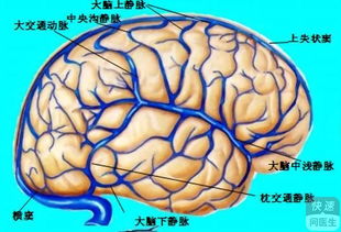 病毒性脑炎会复发吗 病毒性脑炎的治疗