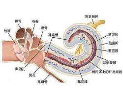 骨迷路解剖图 搜狗图片搜索